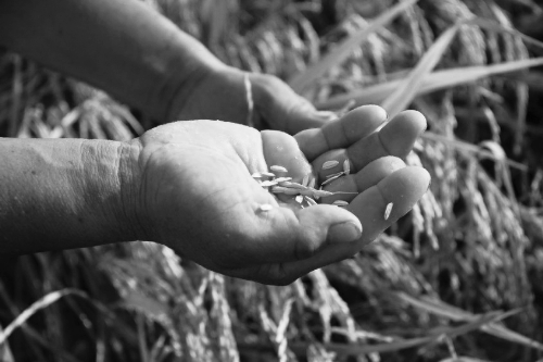 光山县十里镇十里村，水稻因缺水都空了壳。
