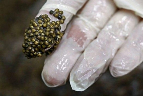 顶级黑鱼子酱制作全程 贵得离谱
