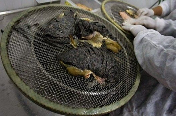 顶级黑鱼子酱制作全程 贵得离谱