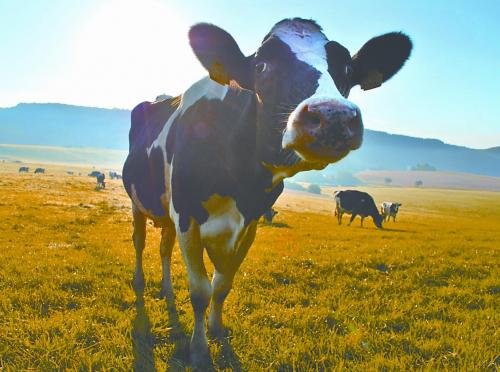 在德国体验“放心牛奶之路”