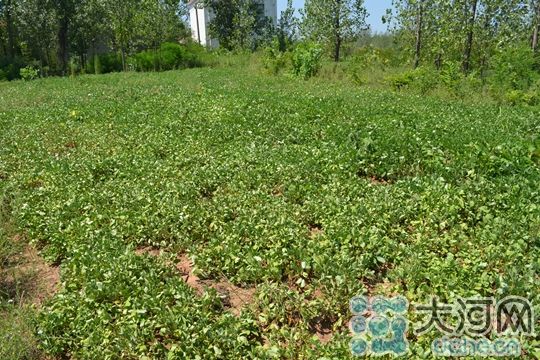 图为信阳光山县缺水芝麻无法生长
