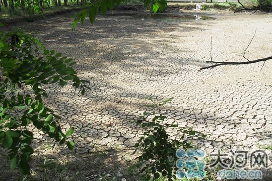 图为信阳商城县汪桥镇万河村干涸的水塘