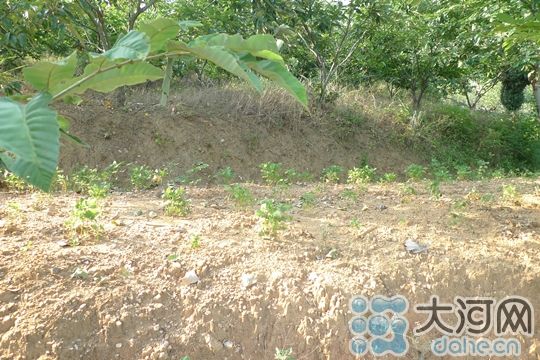 图为信阳新县受灾的花生