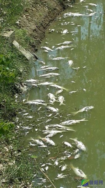 打捞接近尾声 仍有死鱼不断上浮