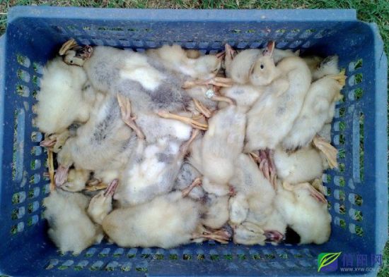成批死亡的雏鸭
