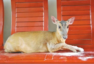 该动物前蹄的伤口已得到处理