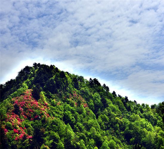 龟山别样杜鹃花